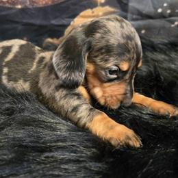Dachshund puppies from Spruce Valley Miniature Dachshunds & Boston Terriers