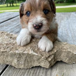 Merle boy - Brown merle male Aussiedoodle puppy in Hillsboro, Illinois from Shoal Creek Puppies