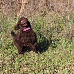Poodle Puppies from Magic Hour Poodles