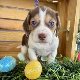 Mars - Brown white and tan male Beagle puppy in Katy, Texas from Houston’s Howlin’ Hounds