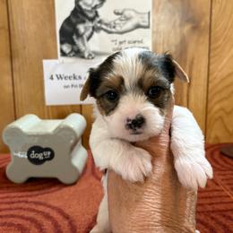 Girl 1 - Parti female Yorkshire Terrier puppy in Bear Creek, North Carolina from Yorkie Time