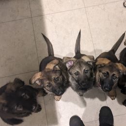 German Shepherd Puppies from Reign Land