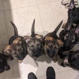 German Shepherd Puppies from Reign Land