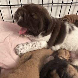 Chinese Shar-Pei, Cocker Spaniel, and Companion Cross Puppies from Mini Hippo Land