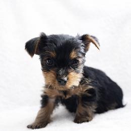 Bowen - Black and tan male Yorkshire Terrier puppy in Iron Mountain, Michigan from Celestial Family Terriers (Yooper Yorkies)