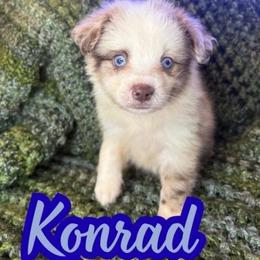 Konrad - Red merle male Toy Australian Shepherd puppy in Union Grove, North Carolina from Grove Farm