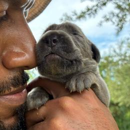 Boy 4 - Gray male Cane Corso puppy in Sienna, Texas from Robinson Elite Corsos