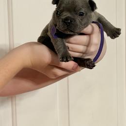 Purple Collar - Blue female French Bulldog puppy in Jamestown, Kentucky from French Valley Miniature Goldendoodles & French Bulldogs