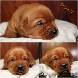 Prancer-Orange boy - Yellow male Labrador Retriever puppy in Twin Falls, Idaho from Whispering White Pines Labradors