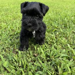 Duke - Black male Miniature Schnauzer puppy in The Rock, Georgia from Southern Paw Schnauzers