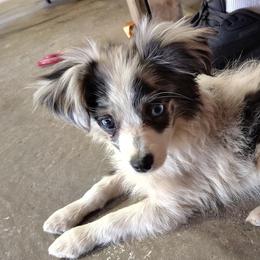 Toy Australian Shepherds from Tater Tot aussies