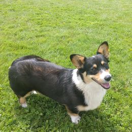 Diesel - Pembroke Welsh Corgi