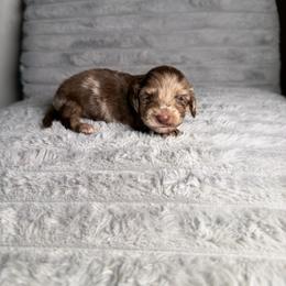Bella - Dapple female Dachshund puppy in New Albany, Mississippi from Double A. Doxies