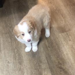 Border Collie Puppies from Cahill’s Canines