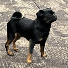 Zap - Brussels Griffon