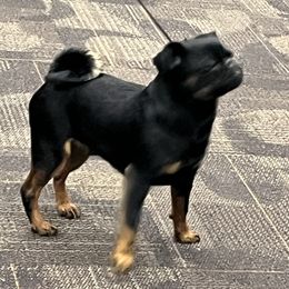 Zap - Brussels Griffon