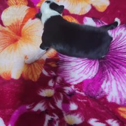 Romeo - Black & white male Miniature Australian Shepherd puppy in Dalhart, Texas from RNL Family Raised Pups