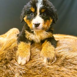 Polly - Tri-color female Bernese Mountain Dog puppy in Alabama from Dogwood Creek Bernese