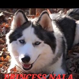 Nala - Siberian Husky