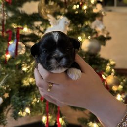 Girl 3 - female Shih Tzu puppy in Hampton Bays, New York from Delinda Shih Tzus