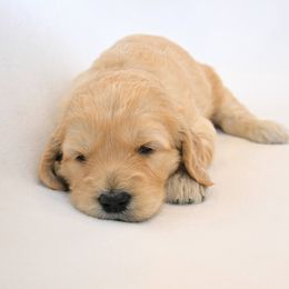 Goldendoodle Puppies from Golden Meadow Farmstead