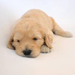 Goldendoodle Puppies from Golden Meadow Farmstead