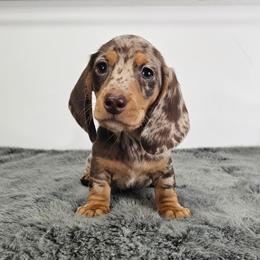 Chocolate and tan dapple male - Dapple male Dachshund puppy in Belle Rive, Illinois from Akin's Miniature Dachshunds, LLC