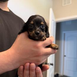 Price 1,875 - Teacup Boy - Black and cream male Dachshund puppy in Horizon City, Texas from Willipaws