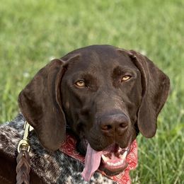 German Shorthaired Pointers from Rismiller German Shorthaired Pointer Puppies