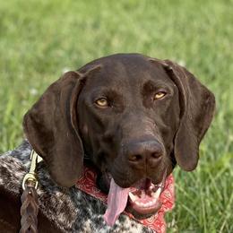 German Shorthaired Pointers from Rismiller German Shorthaired Pointer Puppies