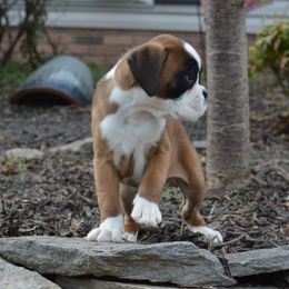Boxer Puppies from Euro Boxx Boxers