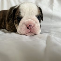 Boggs - Red brindle and white male Bulldog puppy in Holdenville, Oklahoma from Bulldog Nation