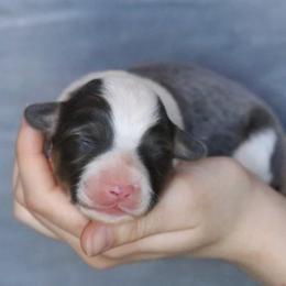 Jay (Miles) - Blue male Pembroke Welsh Corgi puppy in Fayetteville, Arkansas from Intergalactic Corgis