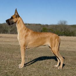 Minerva - Great Dane