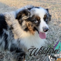 Cinch - Toy Australian Shepherd