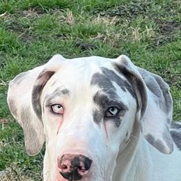 Girl 2 - Harlequin Great Dane puppy in Lawrenceburg, Indiana from Jordan Giants