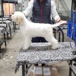 Lagotto Romagnolo and Pointer Puppies from RaceCity