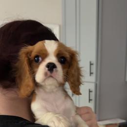Lasagna - Blenheim male Cavalier King Charles Spaniel puppy in Spring Hill, Florida from Wonderland Cavaliers