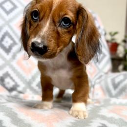 Thinker Bell - Dapple female Dachshund puppy in Magnolia, Texas from Hillyard Ranch