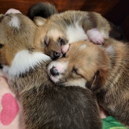 Pembroke Welsh Corgi Puppies from Camp Corgis