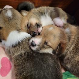 Pembroke Welsh Corgi Puppies from Camp Corgis