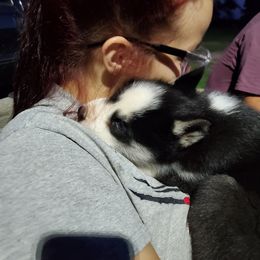 Siberian Husky Puppies from Haskins Huskies