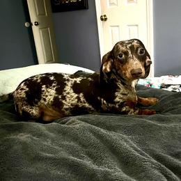 Hazel - Dachshund