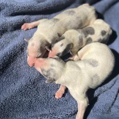 Boy 2 - Silver brindle male Borzoi puppy in Clinton, Tennessee from Ivanhoe Borzoi