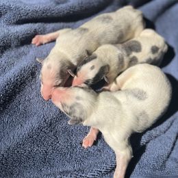 Boy 2 - Silver brindle male Borzoi puppy in Clinton, Tennessee from Ivanhoe Borzoi