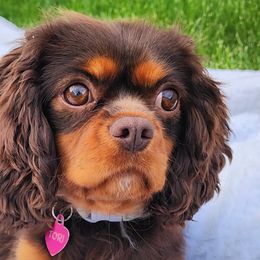 Cavalier King Charles Spaniels, Cavapoos, and German Shorthaired Pointers from Heart Mountain Cavaliers & Floating Feathers Kennel