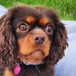 Cavalier King Charles Spaniels, Cavapoos, and German Shorthaired Pointers from Heart Mountain Cavaliers & Floating Feathers Kennel