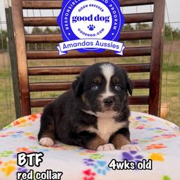 BTF Red collar - Black tri-color female Australian Shepherd puppy in Greenville, Texas from Amandas Aussies