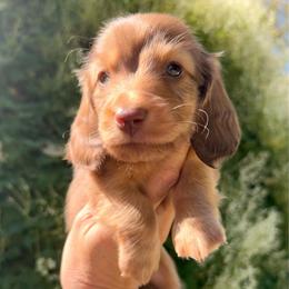 Chocolate and Tan - Chocolate and tan male Dachshund puppy in Nampa, Idaho from Long_and_Low_Dachshunds