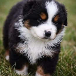 Flint - Black tri male Miniature Australian Shepherd puppy in Lowgap, North Carolina from Baileys Mini Aussies